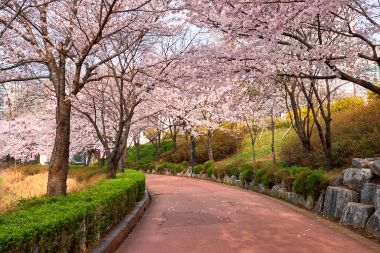 perfect-spring-in-japan-2