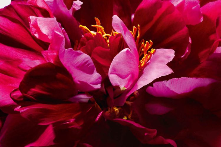 carolina-herrera-la-bomba-parfem-2026-luksuzni-zenski-miris-leptir-flakon-premium-3