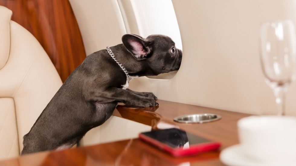Bark Air: New Airline Dedicated to Pets Takes Off in May