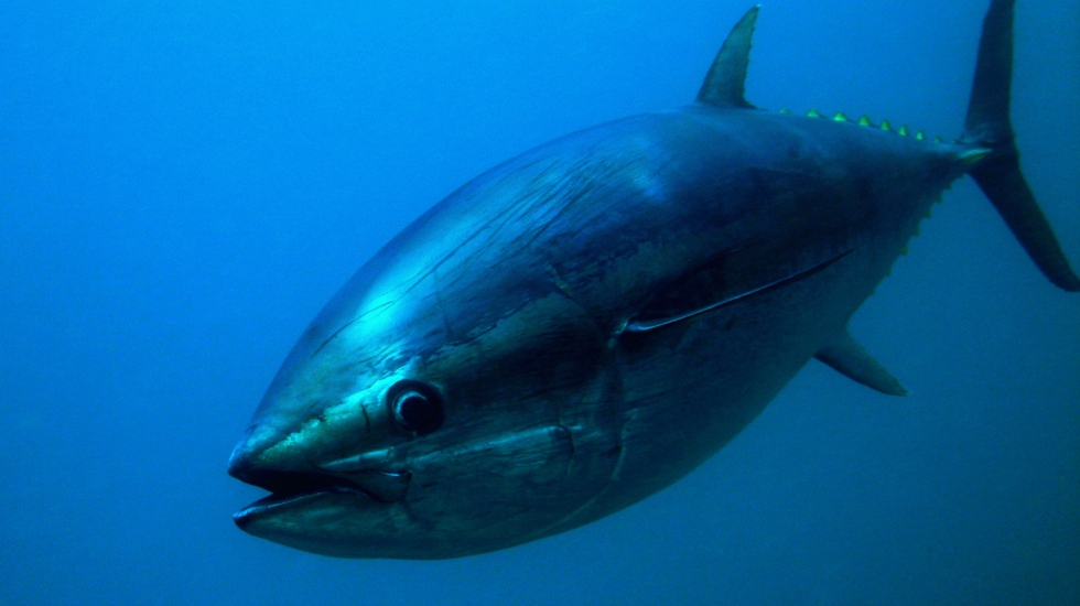 Bluefin tuna sold for $800,000 at auction