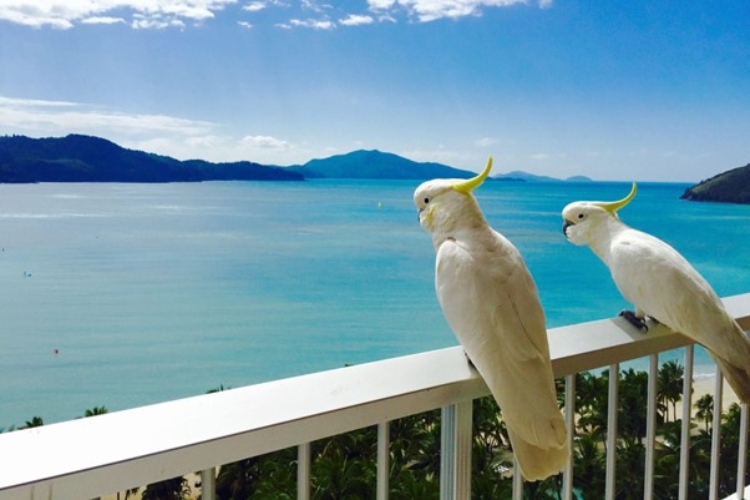 hamilton-island.jpg