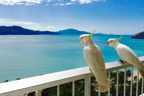 hamilton-island.jpg